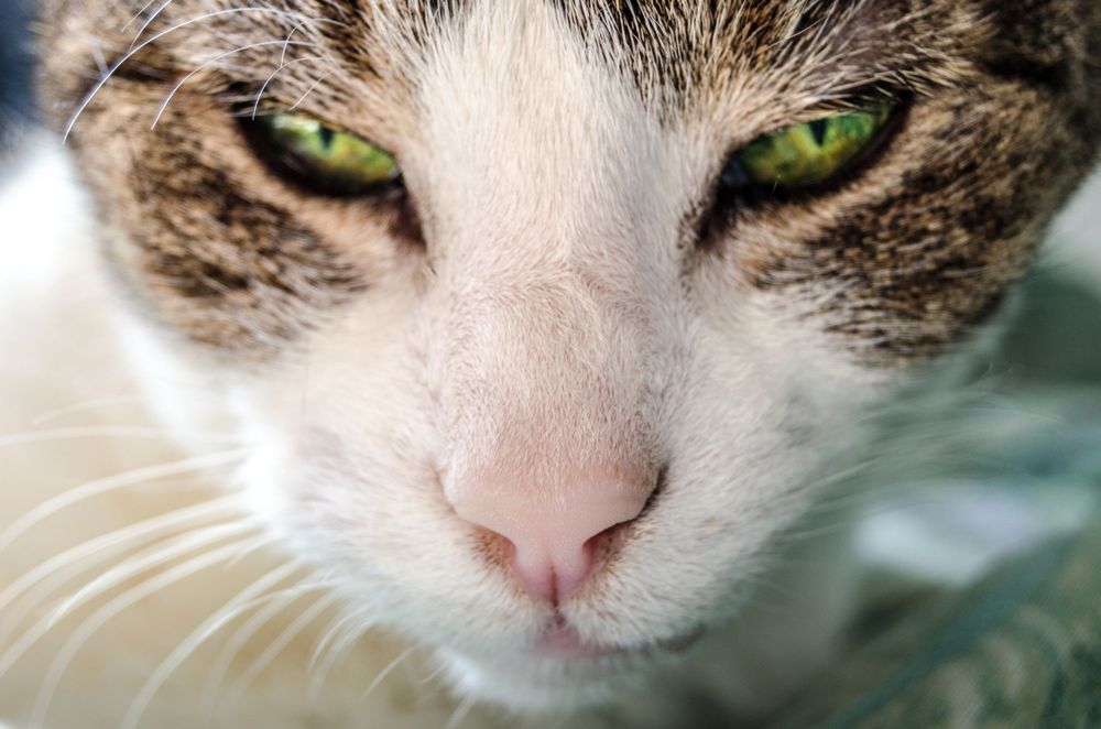 Chat