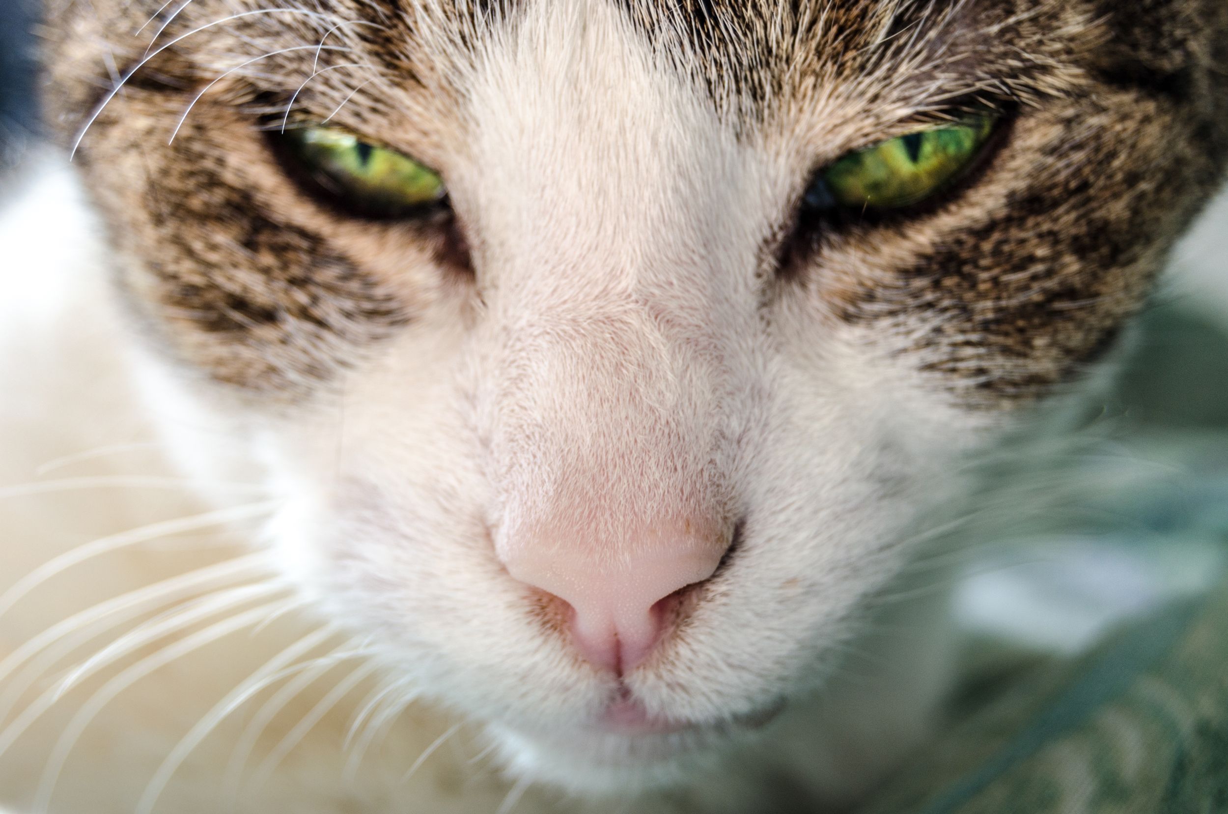 Chat