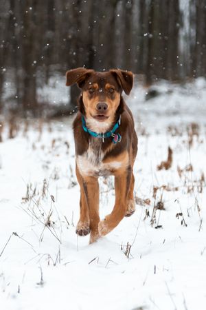 Chien dans la neige