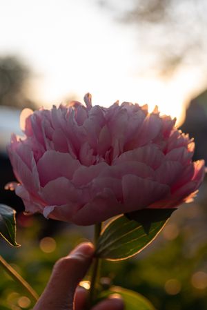 Une pivoine à la main