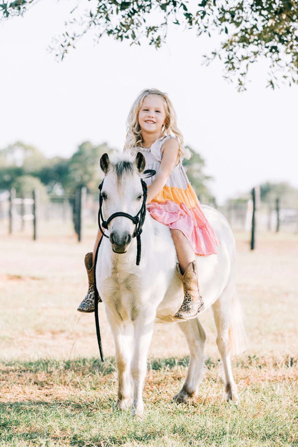 Equine Photographer