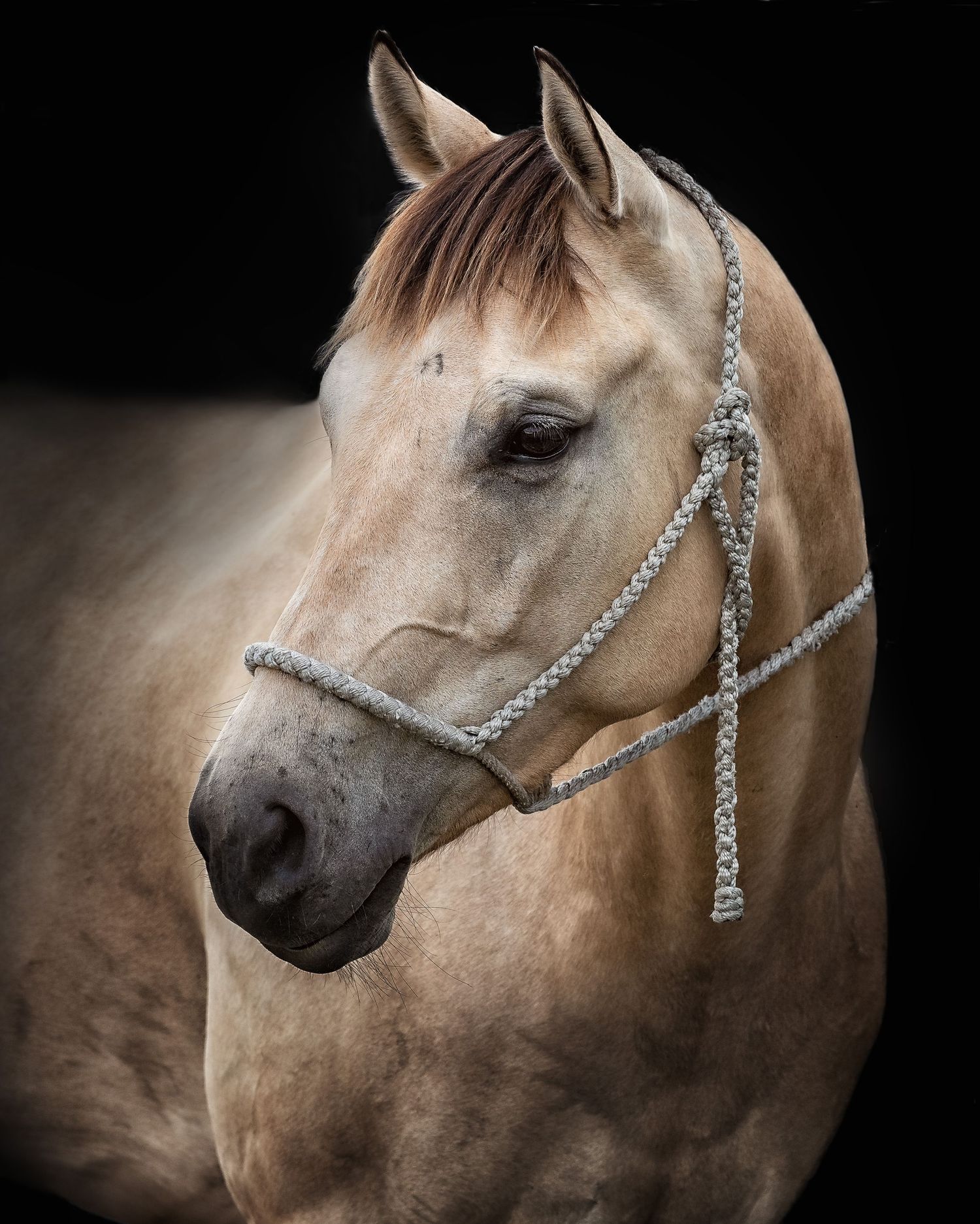 Buckskin horse portrait with black background