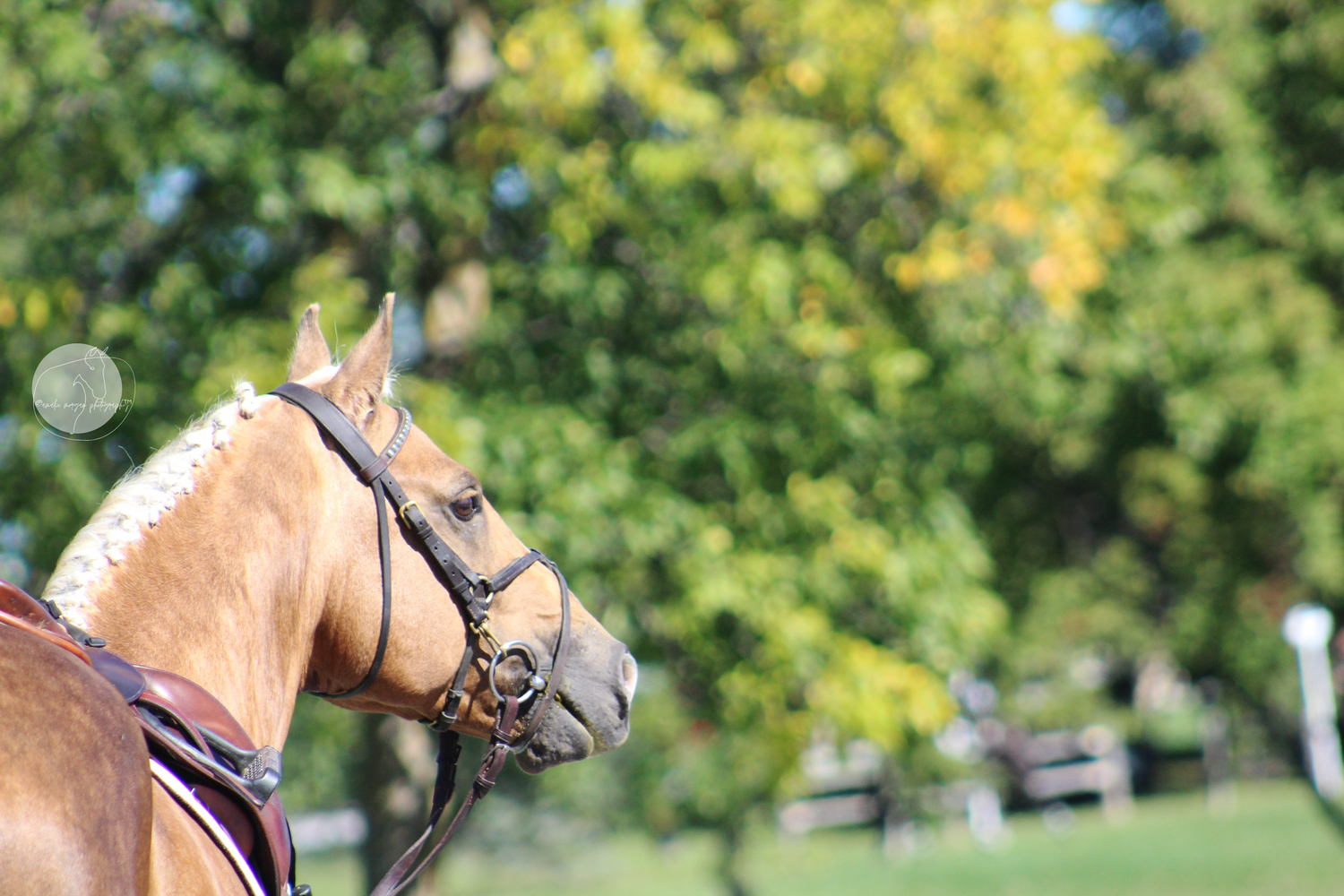 $80 per horse