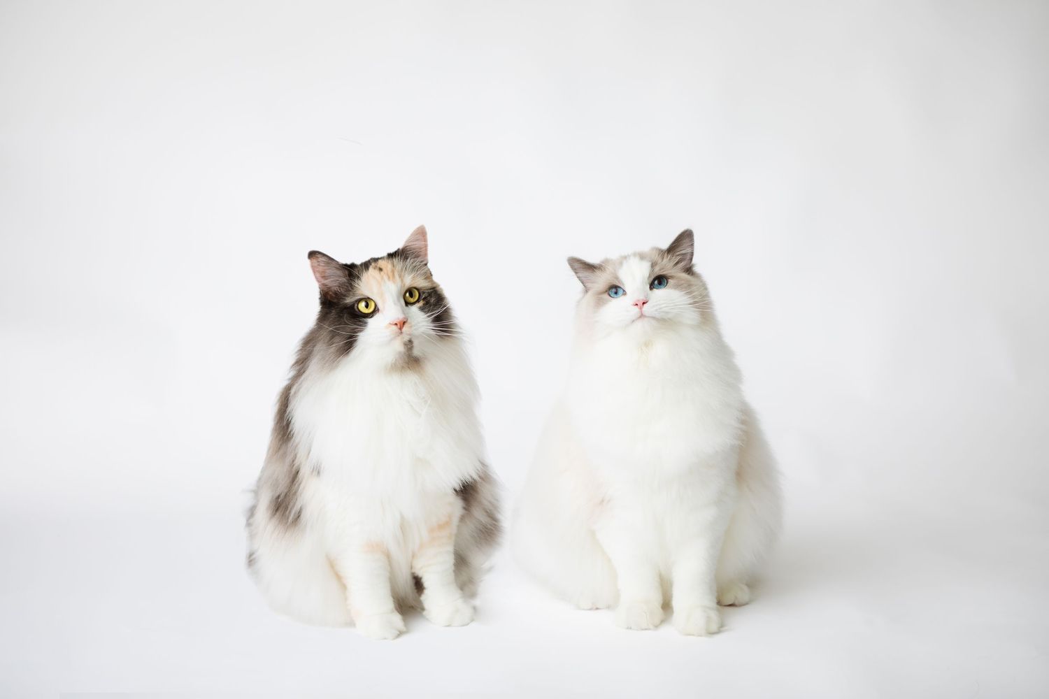 Two fluffy cats, one brown and white and one all white, sit side by side on a light background.