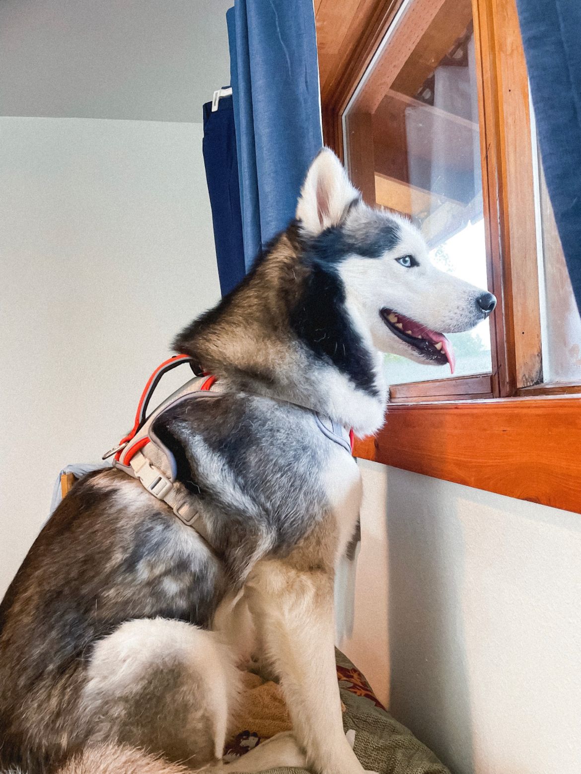happily enjoying his view