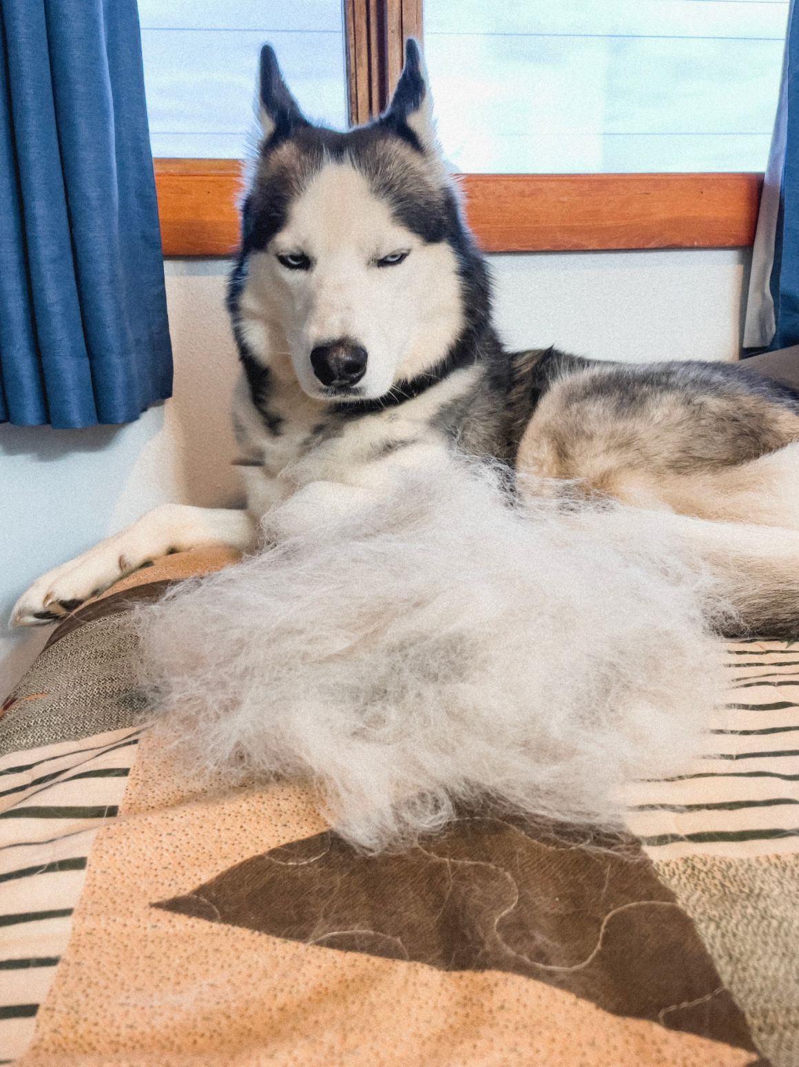 Atlas was in a desperate need of a good brushing