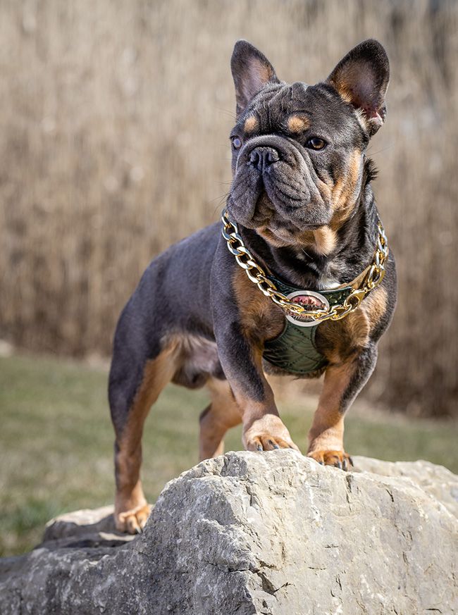 Brown and tan male french bulldog standing on a large boulder