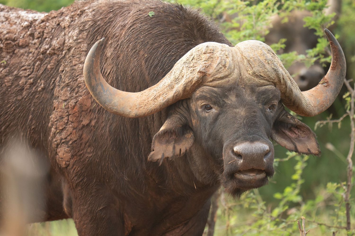 Multiple angles of Cape buffalo with large curved horns in natural grassland setting.