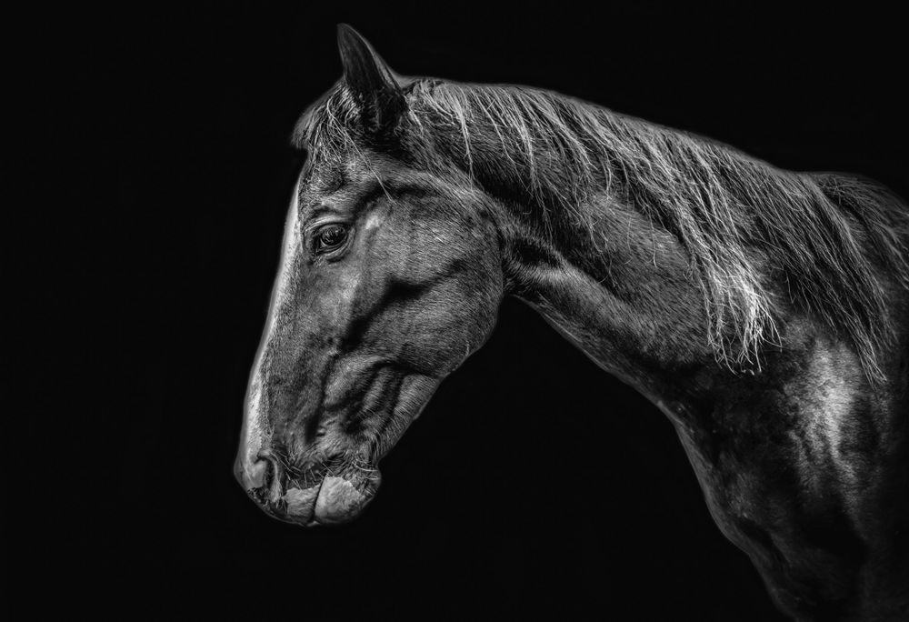 Dramatic black and white profile of a horse's head with flowing mane.