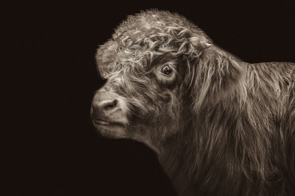 Close-up portrait of a highland cow with shaggy fur against dark background.