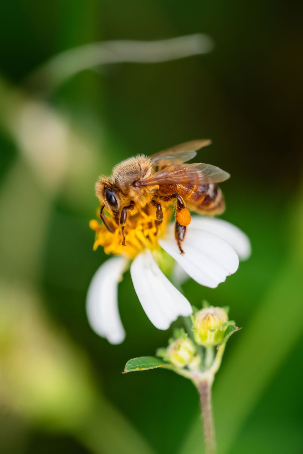 Honey bee collecting nectar from a white and yellow Spanish needle flower.