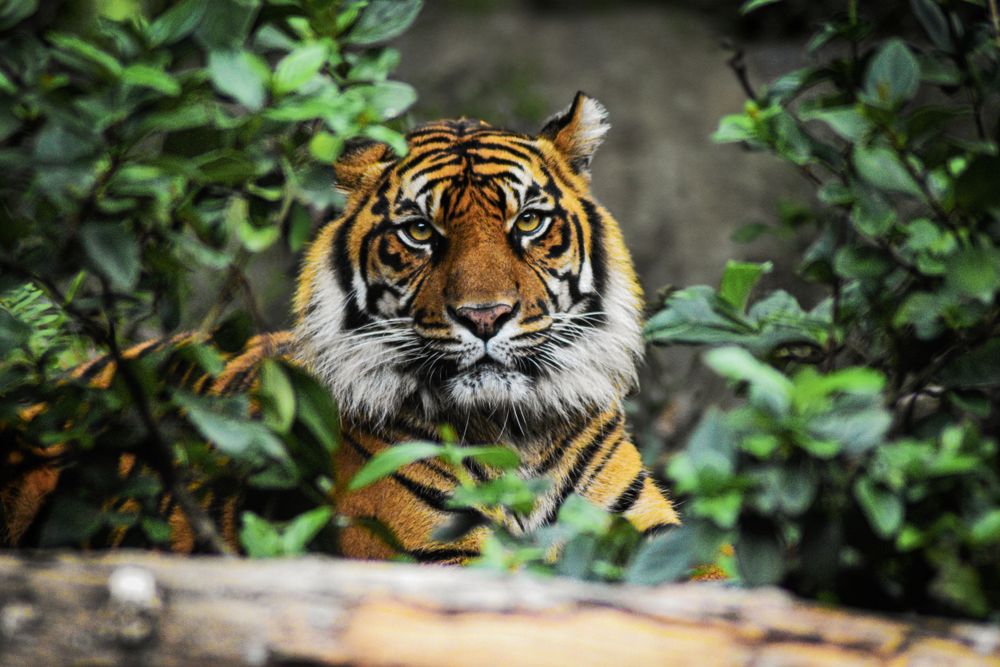 Close-up portrait of a majestic Bengal tiger with intense gaze among green foliage.