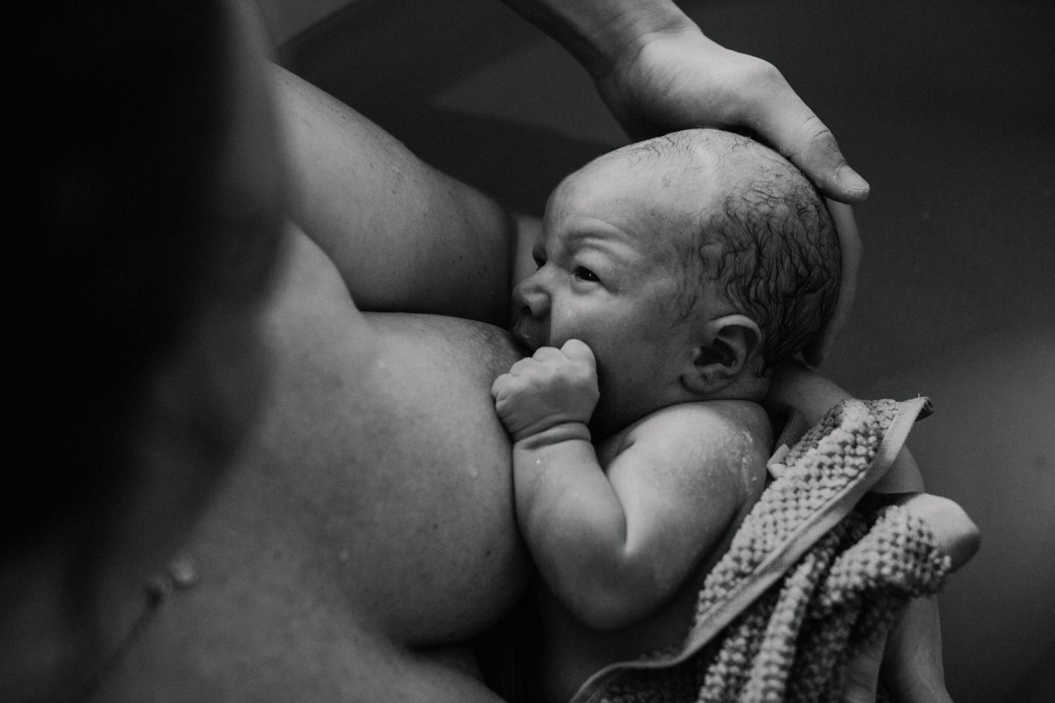 svartvit bild på en helt nyfödd bebis som ammas av sin mamma, bilden är fotograferad vid förlossning