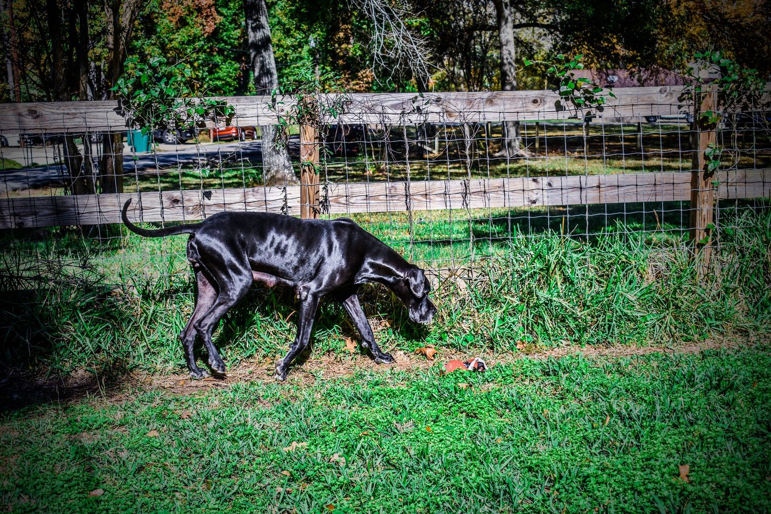 Great Dane explores a sunny backyard with autumn leaves scattered on green grass.