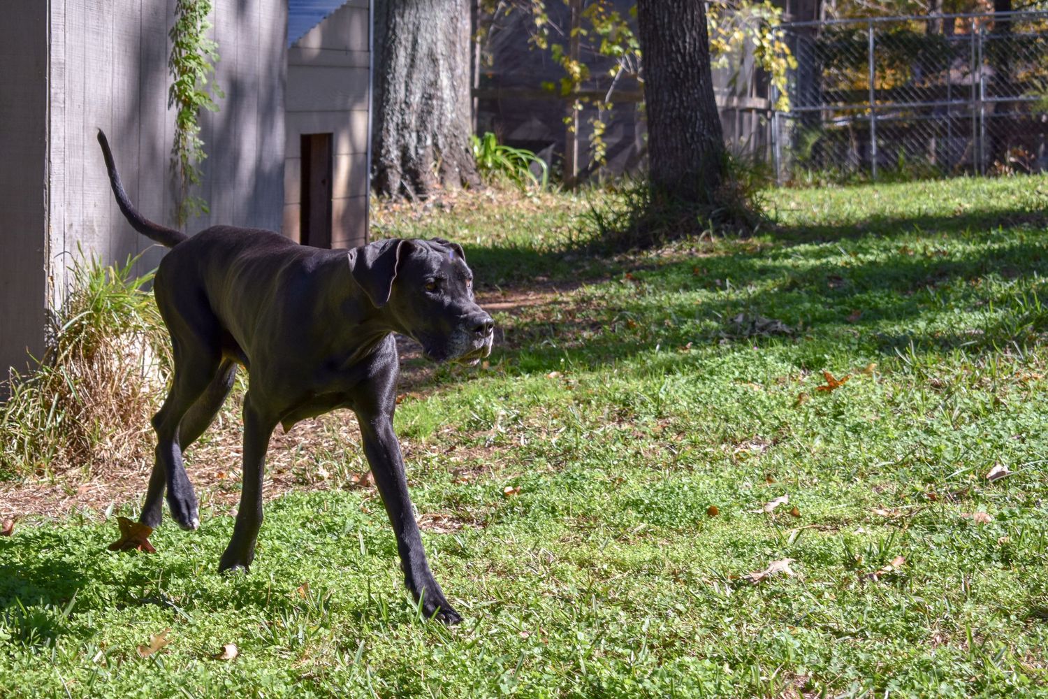 Great Dane moves gracefully through a residential yard on a sunny autumn day.