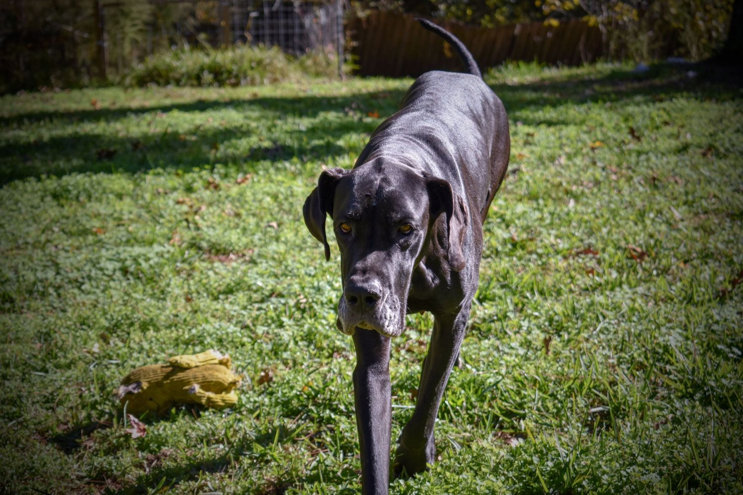 Sleek black Great Dane walks across grass in a fenced backyard.