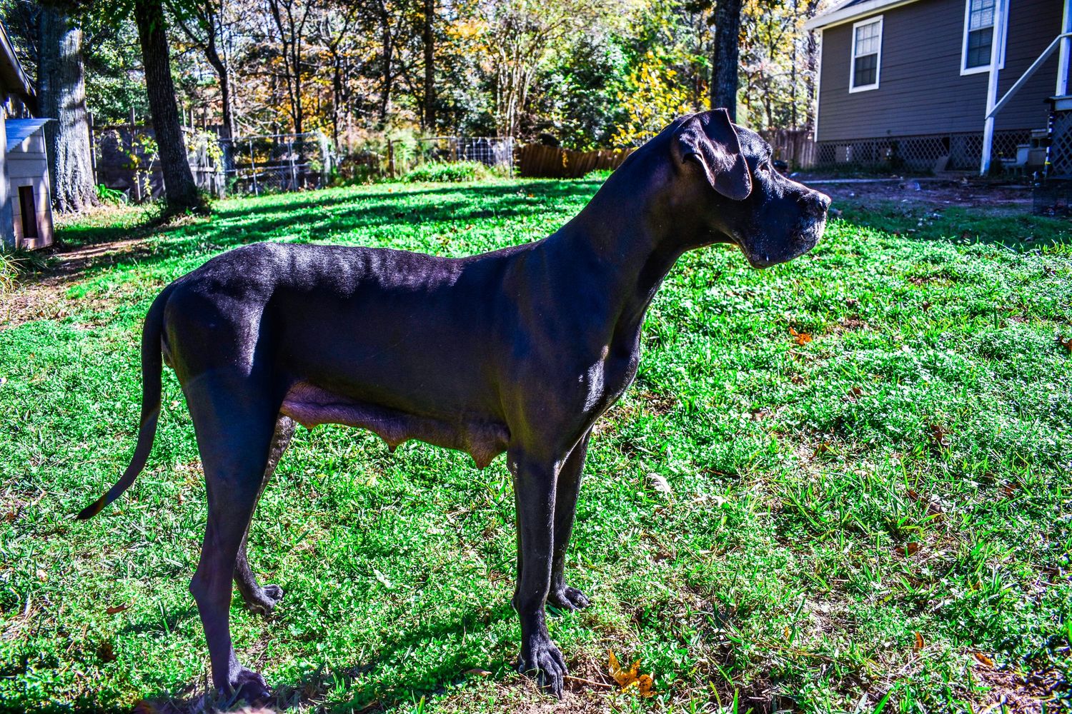Black Great Dane stands majestically in profile against green lawn and autumn foliage.