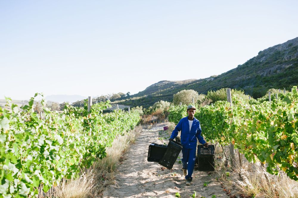 vineyard wineries photographer