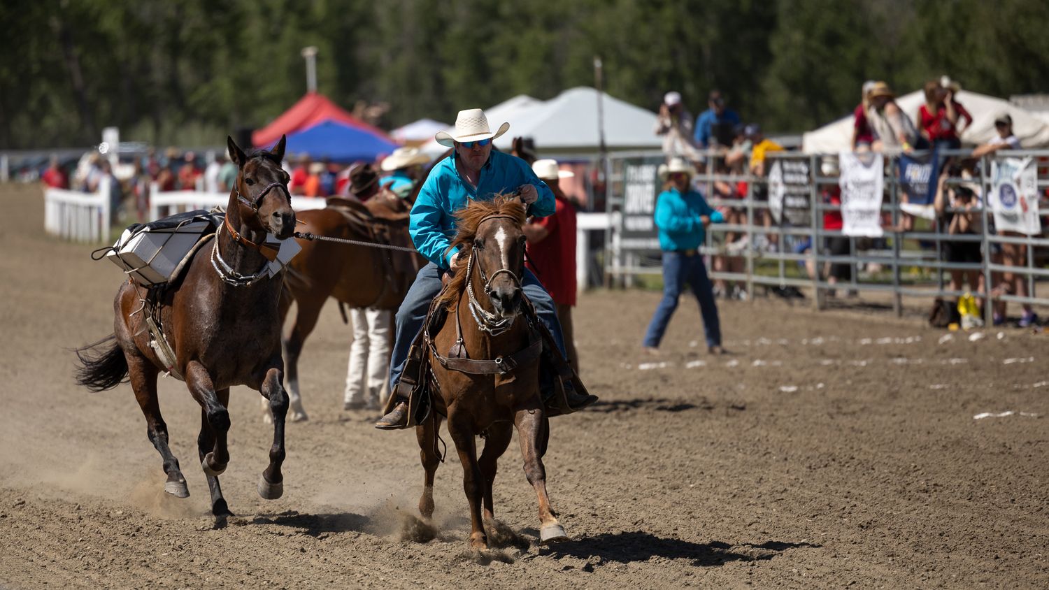 Pack Horses Running at Millarville