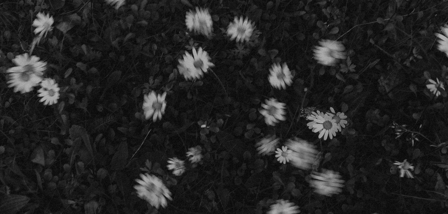 Black and white image of daisies swaying in darkness.