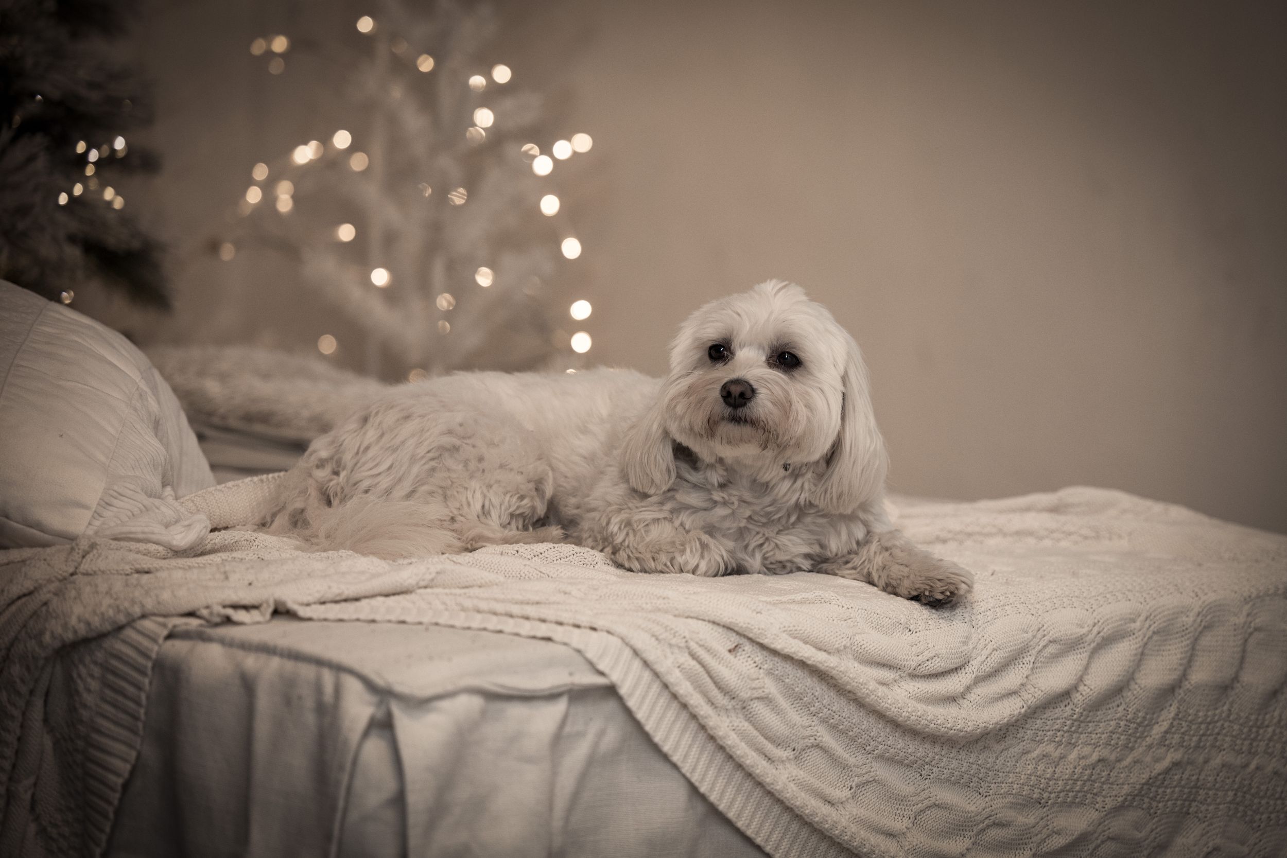 dog photo kutyafoto kisallatfoto gbr gbrfoto Ndustrial studio