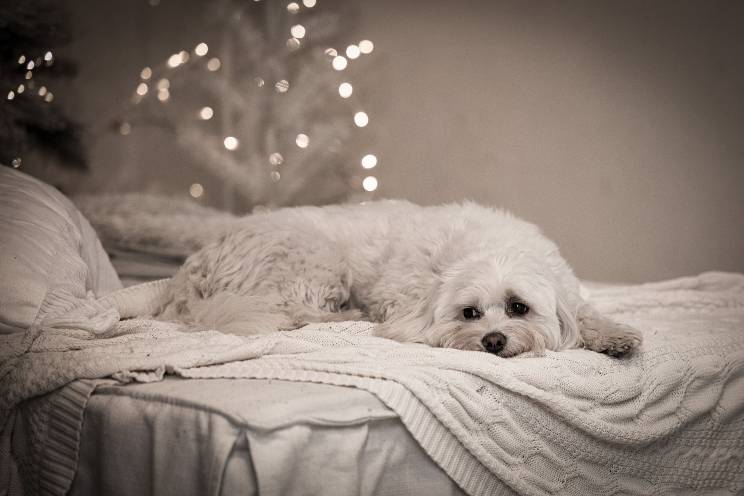 dog photo kutyafoto kisallatfoto gbr gbrfoto Ndustrial studio
