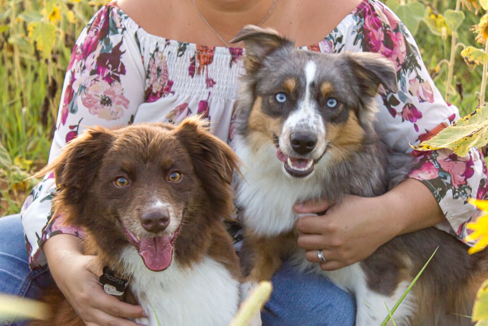 Dog mom pet family fall sunflower field pictures Cindee Miller Give It A Shot Photography St. Louis family photographer