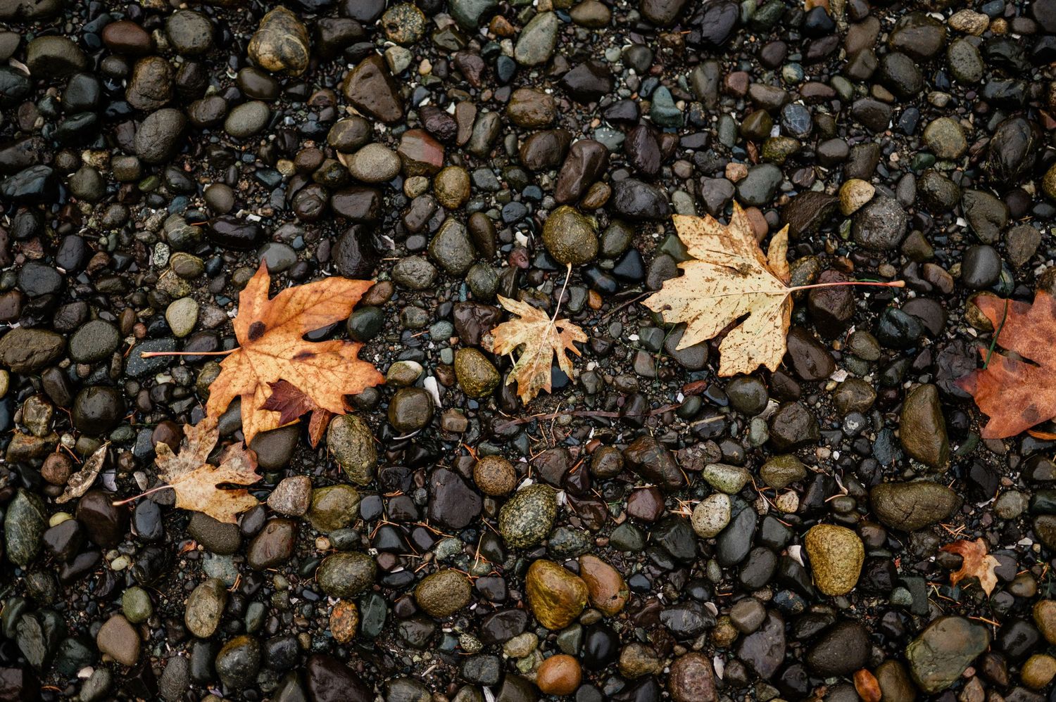 fall leaves on wet rocks.
