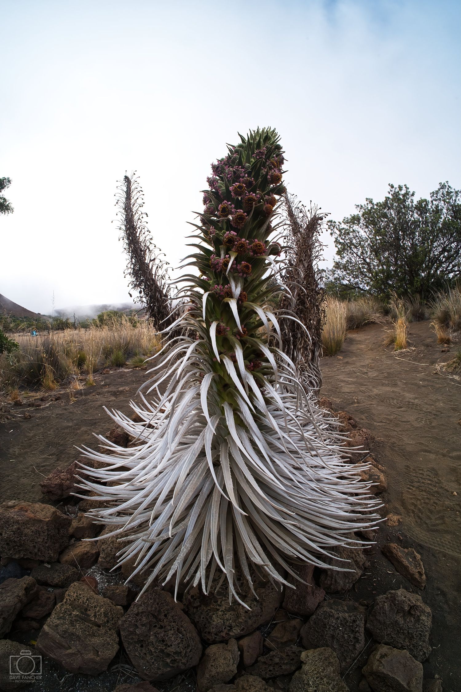 Silversword