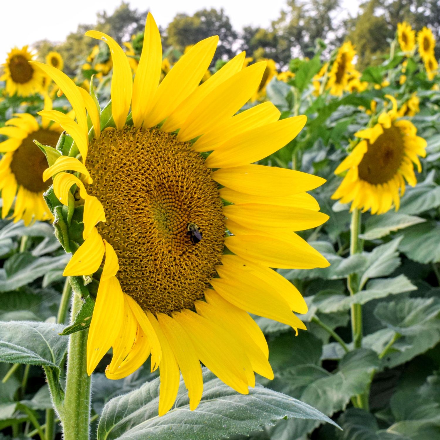 Bumblebee on a Sunflower in Grinter Farms, Lawrence, KS.