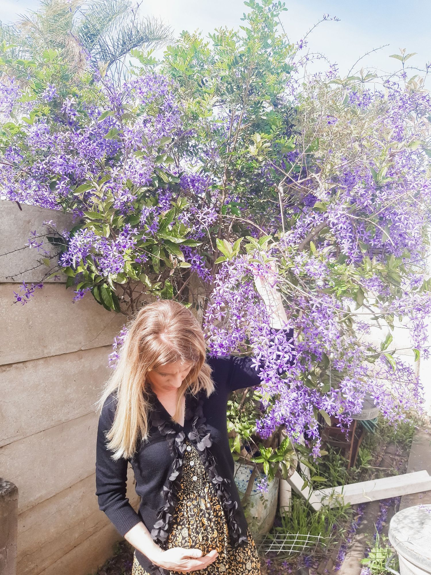 Beautiful purple wisteria blooms cascading over garden wall in springtime.