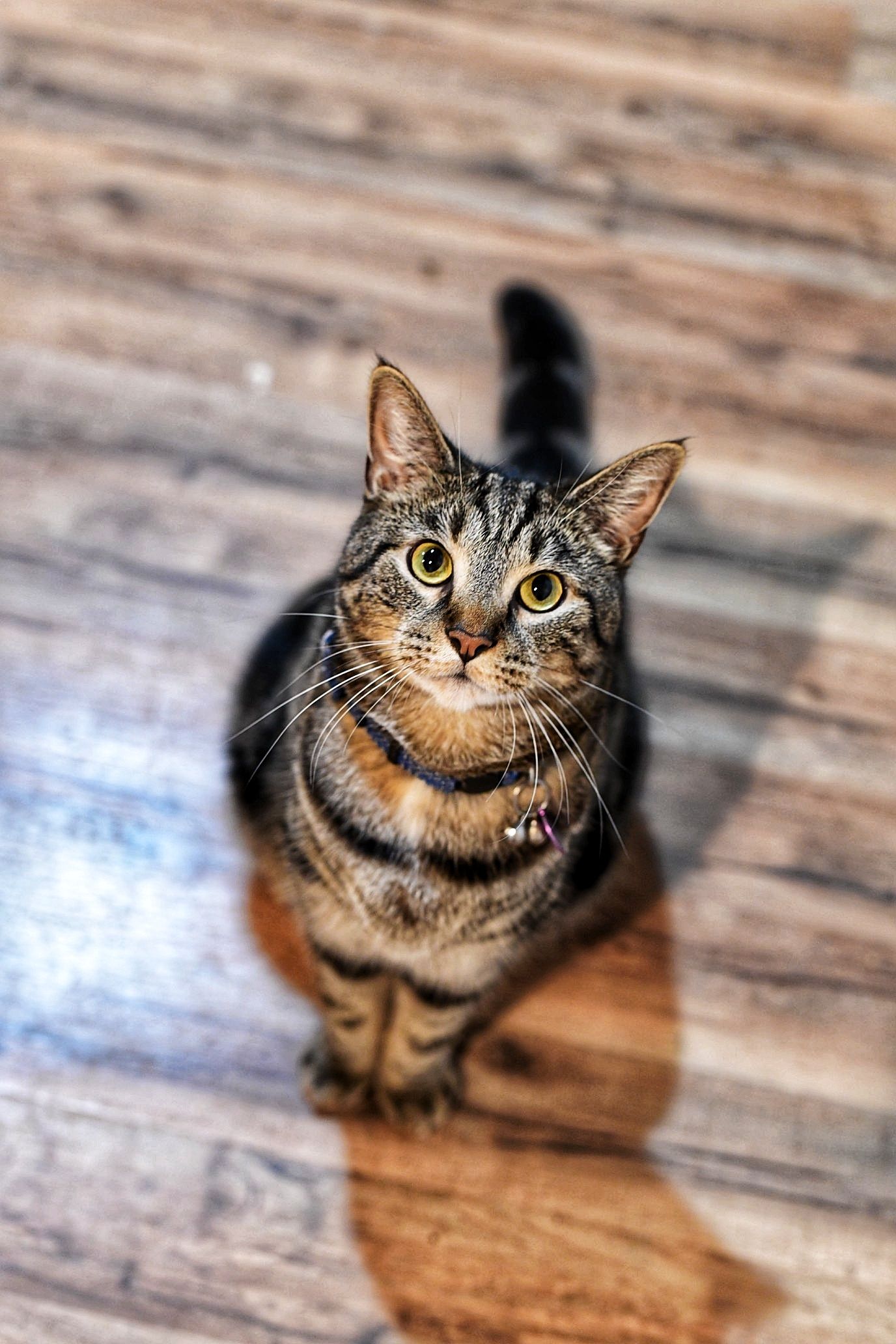 Close up portrait of tabby cat with bright yellow eyes sitting on wooden floor.