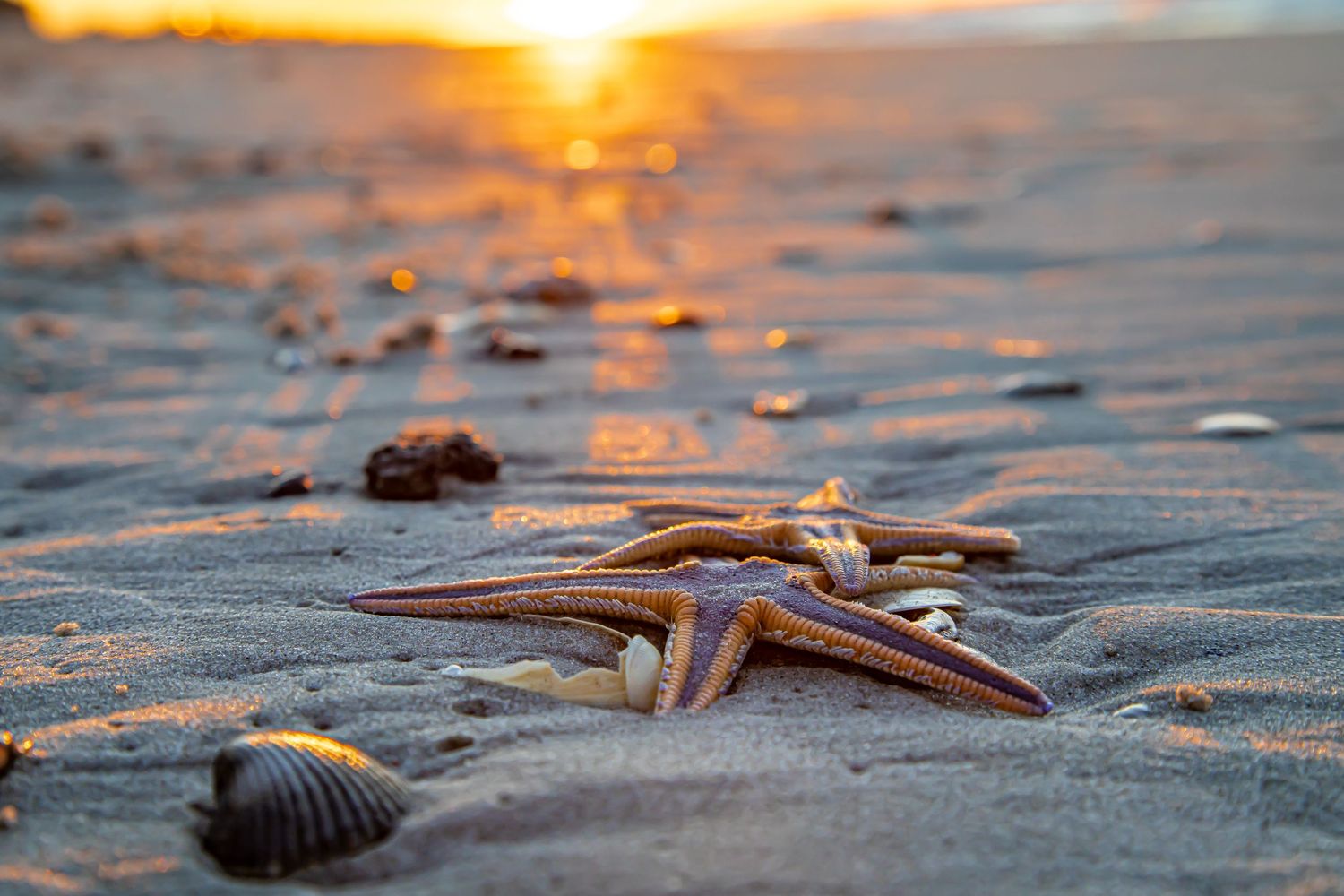 Starfish and seashells on beach sand during golden sunset.