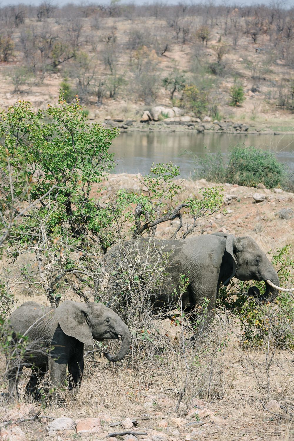 Elephants grazing amongst mopani trees in the Kruger National Park.