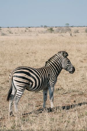 A zebra standing in the sunlight.
