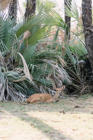 A bushbuck lying in the shade of Lala palms.