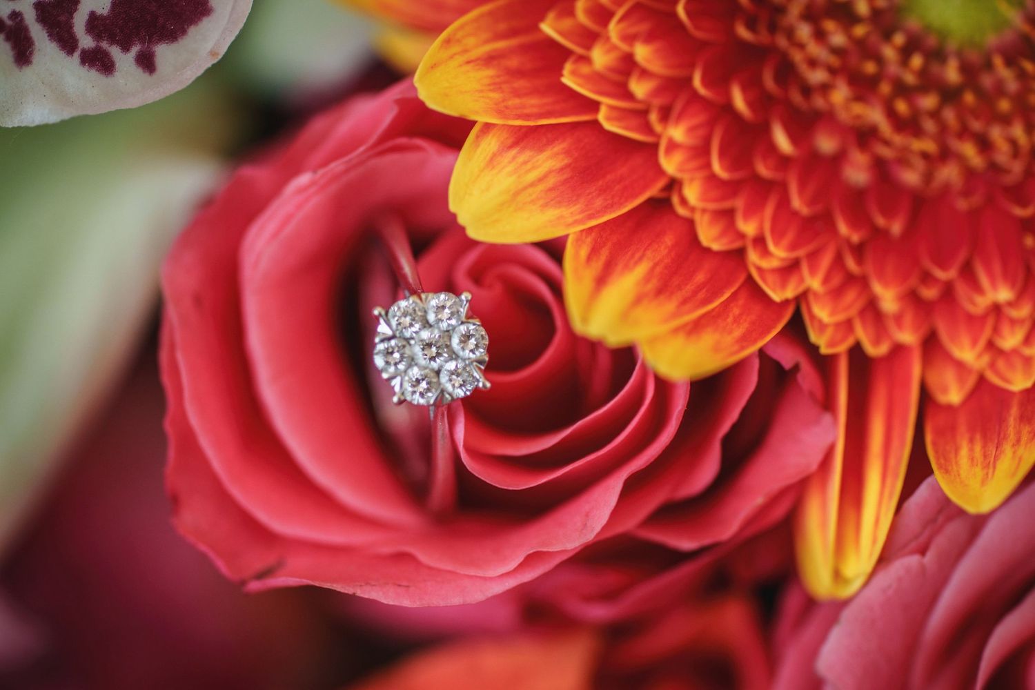 Close up of a diamond engagement ring nestled in a red rose with an orange dahlia.