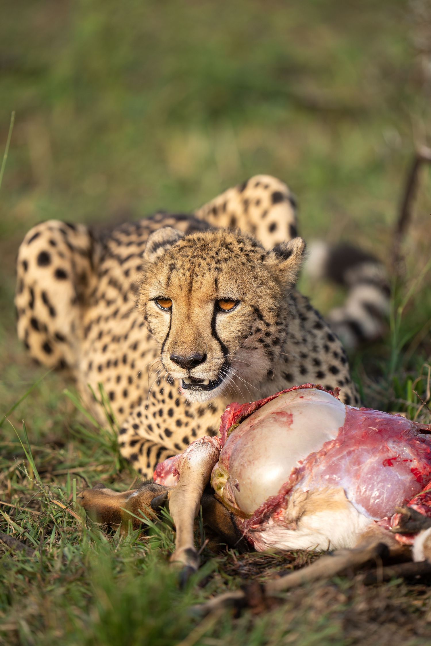 A cheetah feeds on its fresh kill in the African grassland.