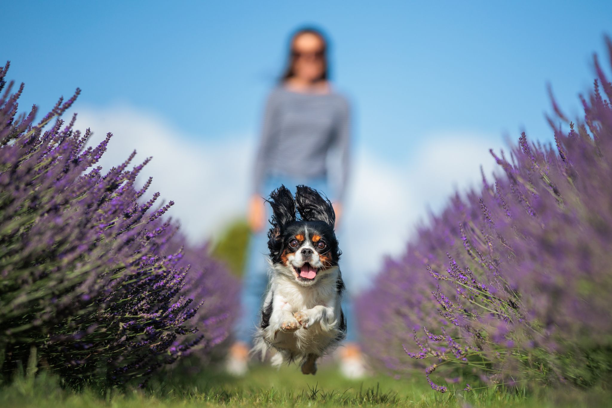 A black and white dog running through rows of purple lavender flowers.