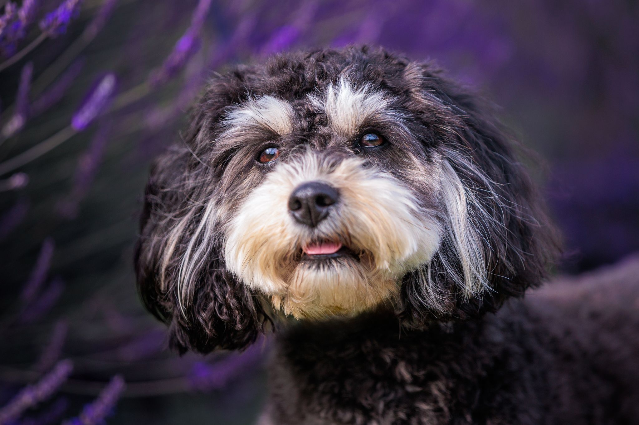A black and white mixed breed dog with scruffy fur against a purple lavender background.