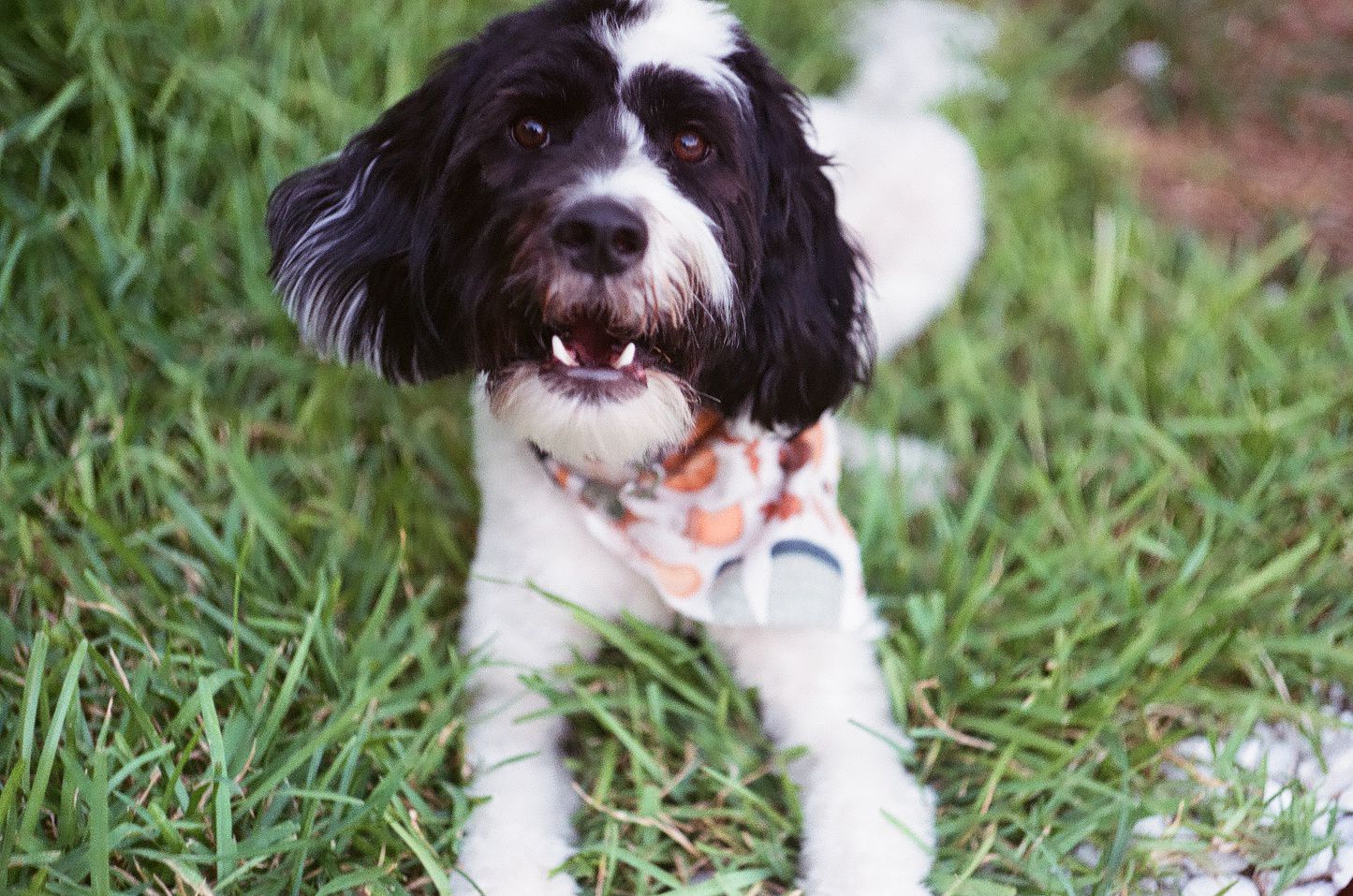 Black and white dog with fluffy fur sitting in green grass.