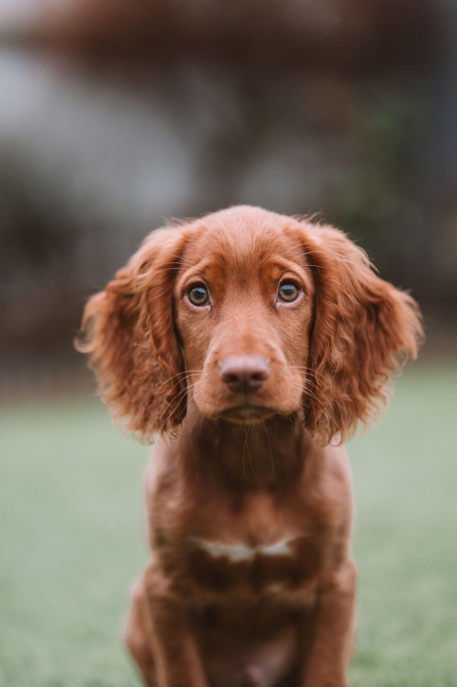 Adorable Irish Setter puppy with reddish-brown fur and floppy ears gazes intently at camera on grassy background.