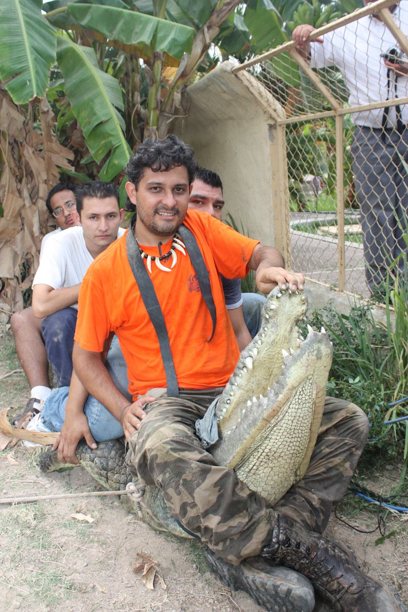 Group wearing orange safety vests handle a large reptile in an outdoor wildlife setting.