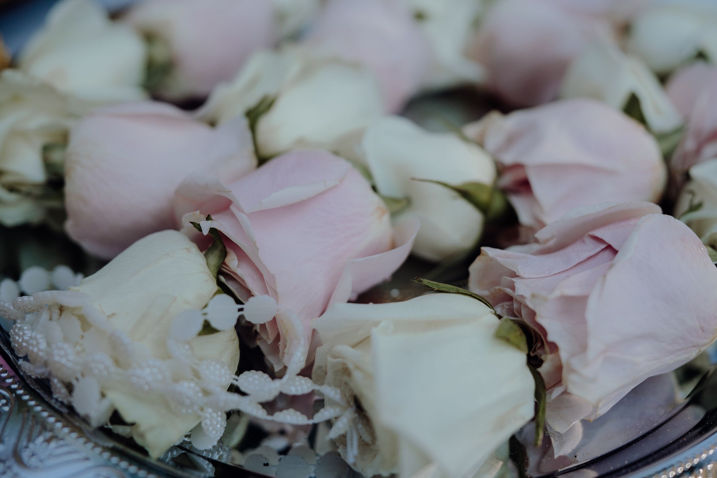Pale pink and white rose petals arranged close up on reflecting surface.