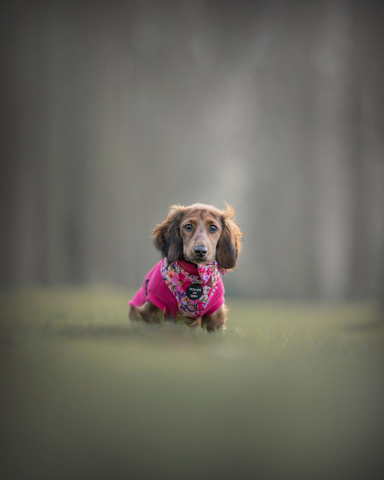 Dachshund dog wearing a pink sweater lying in grassy field with soft blurred background.