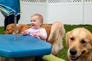 Happy baby sits at blue picnic table while golden retrievers watch nearby.