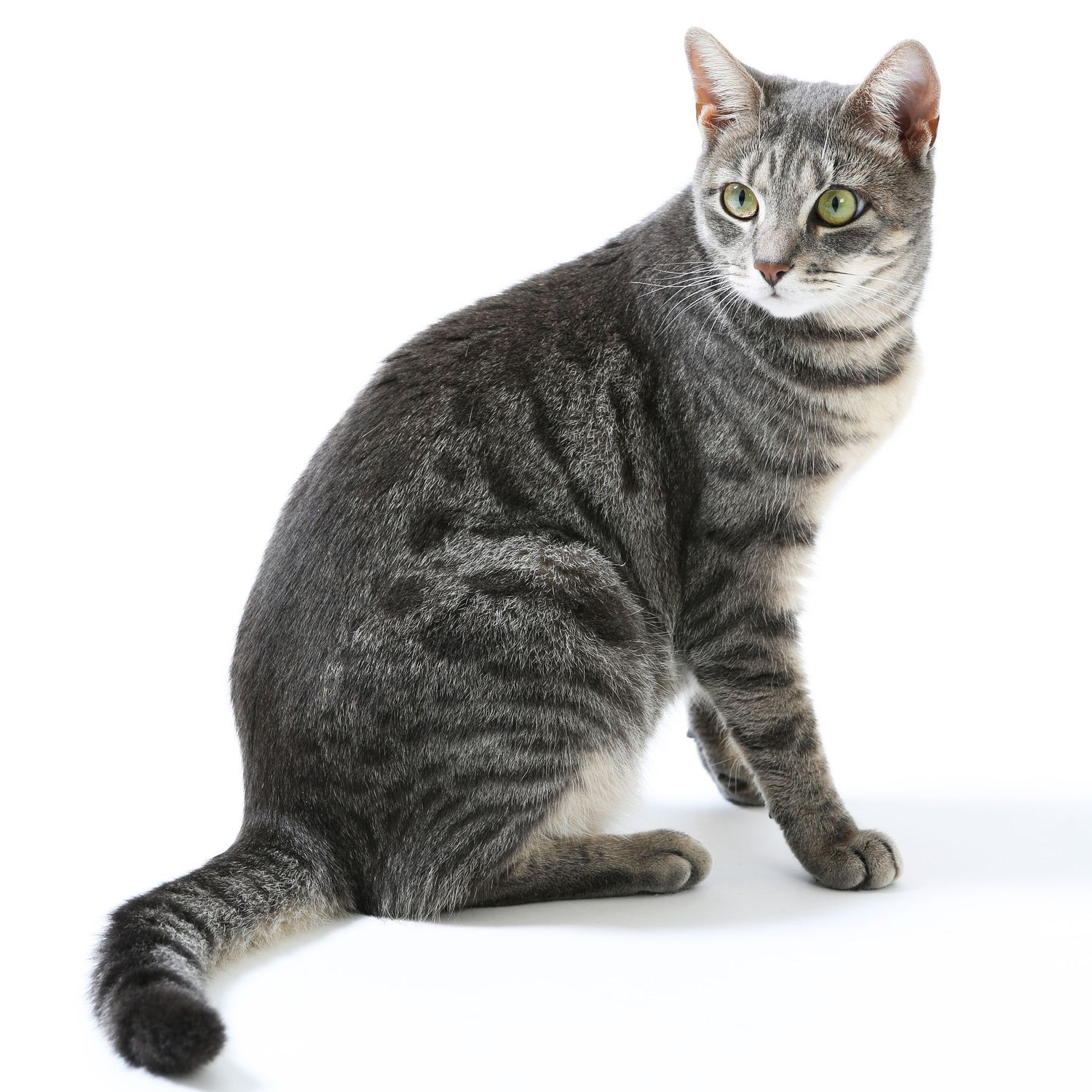 The photographer's cat