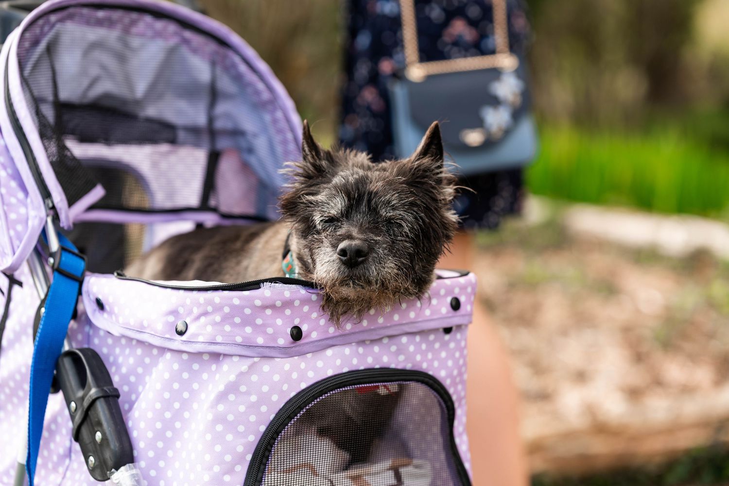 Zara Davis Photography Dogs at Weddings Cotswolds Gloucestershire Cheltenham Cumbria