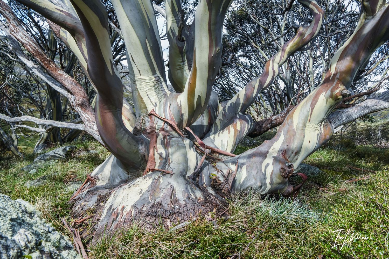 Octopus Snow gum