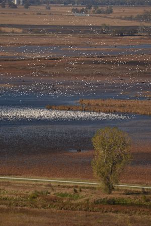 Snow Geese over Loess Bluffs National Wildlife Refuge, Missouri